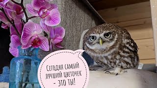 Утро 8 марта: весна не проснулась. Сычи Лучик и Чучундрий поздравляют! Сова Ёль получила завтрак
