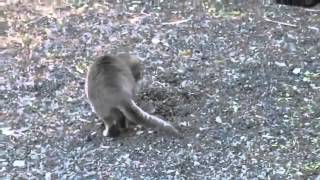 Кошка ловит мышку