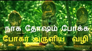 Powerful remedies for naga dosham |  naga dosha parigaram  tamil | Siddhar manthiram for sarpa dosha