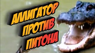 БИТВА ПИТОНА ПРОТИВ АЛЛИГАТОРА | Кто победит?