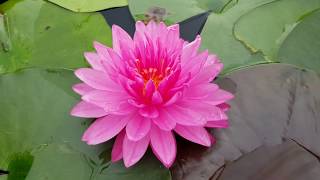 Нимфея Fuchsia Pom Pom (nymphaea Fuchsia Pom Pom)