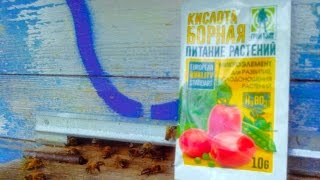 !!!!!ПЧЕЛОВОДЫ ЖУЛИКИ - НАКАЗЫВАЕМ!!!! Все Секреты Пчеловодства!!!!