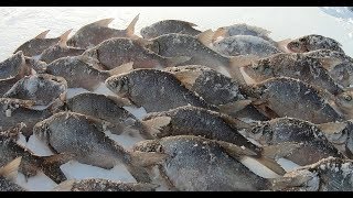Зимняя рыбалка на Иваньковском Водохранилище . "Могильный".