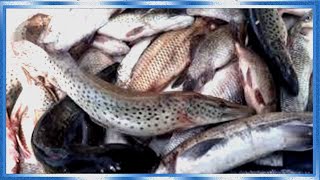 ОСЕННЕЯ РЫБАЛКА СПЛАВНОЙ СЕТЬЮ! СИГ,ЛЕНОК,ЩУКА