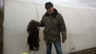 Маточный корень малины Маравилла , эксперимент по выращиванию .