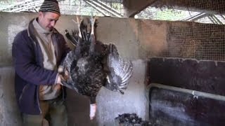 How To Pluck A Turkey Properly