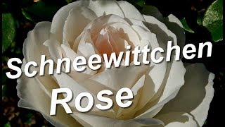 Schneewittchen Rose (Iceberg) Kordes
