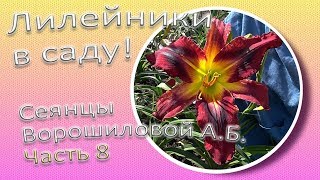 Лилейники в саду! Сеянцы Ворошиловой А.Б. Часть 8 / Сад Ворошиловой