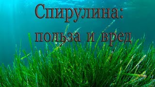 Спирулина: польза и вред