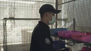 Budidaya Black Soldier Fly (BSF) PIAT UGM