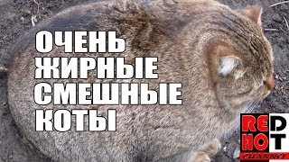 Очень жирные коты