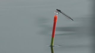 Ловля карася с лодки на поплавок. My fishing