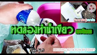 Four9 : ทดลองทำน้ำเขียวเลี้ยงไรแดง ไม่ปังก็พัง!!!!