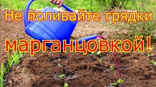 Не поливайте грядки МАРГАНЦОВКОЙ!!!