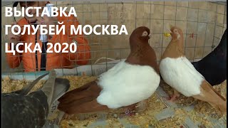 ВЫСТАВКА ГОЛУБЕЙ ЦСКА Москва 2020 ГОД