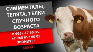 СИММЕНТАЛЫ,ТЕЛЯТА,ТЕЛКИ СЛУЧНОГО ВОЗРАСТА 380КГ 89656176005 +7 965 617 60 05 Звоните!
