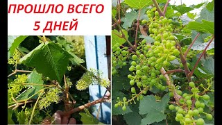 Обрезка винограда легко и эффективно летом