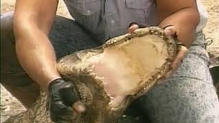Alligator Wrestling- Before Steve Irwin, there was this guy