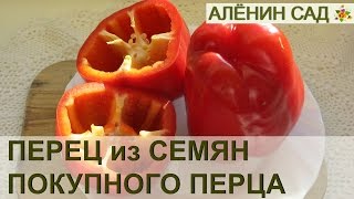 ПЕРЕЦ ИЗ СЕМЯН МАГАЗИННОГО ПЕРЦА!!!