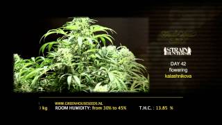 Kalashnikova - Green House Grow Sessions