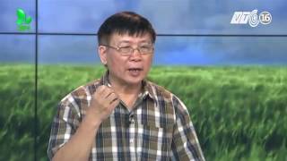 Bón nhiều Supe lân có làm cho đất bị chai và chua đất hay không?