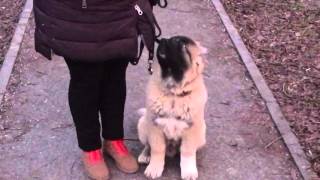 Дрессировка кавказской овчарки Цезаря. http://dogclass.ru/