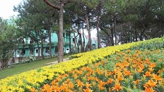 Rừng Hoa Đà Lạt Hotel