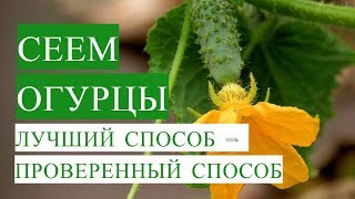 Посадка Огурцов. Лучший Способ - Проверенный Способ. (20.05.2017)