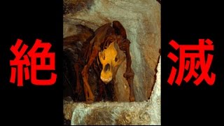 【悲劇】すでに絶滅してしまった驚くべき動物たち全9種！かつてこんな動物がいたとは・・・【驚愕】