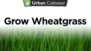 Grow Wheatgrass At Home