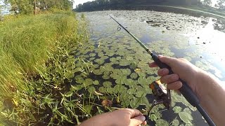 Заводь, Клязьма, Микро-речка - где же рыба?...