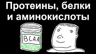 Протеины, белки и аминокислоты, что это такое