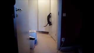 Tellus the Devon Rex - open the door