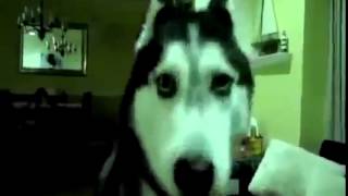 Собака говорит Hello!!!