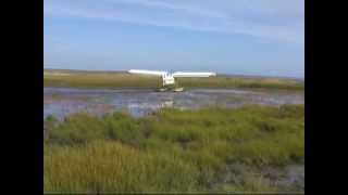 kitfox on full lotus