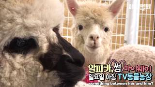 신입 귀요미가 입사했다. 흥부자 알파카 l SBS동물농장x애니멀봐