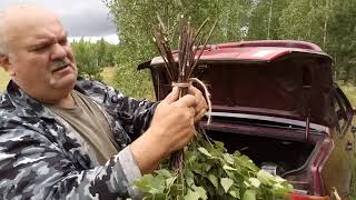 Учимся правильно вязать березовые веники для бани.