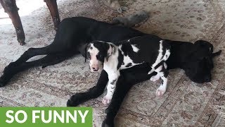 Patient Great Dane lets puppy chew on her toes