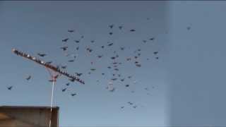 Бердянский Голубедром, полёты за 14.06.2013 г.