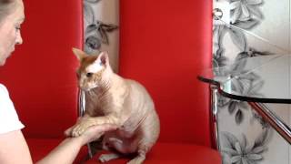 Кот дает лапу