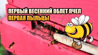 Пчёлы #7. Первый весенний облет пчел. Первая пыльца