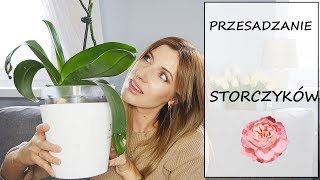 STORCZYKI Jak przesadzam Storczyki│Semika