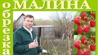 Выращиваем МАЛИНУ. Как ПРАВИЛЬНО ОБРЕЗАТЬ. Делюсь своими секретами