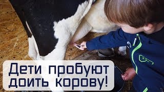 Дети пробуют доить корову. Делаем творог на семейной ферме. / Купили дом в деревне Семейная ферма.
