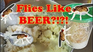 How to Make Fruit Fly Cultures!