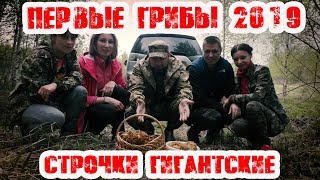ВЕСЕННИЕ ГРИБЫ СТРОЧКИ ГИГАНТСКИЕ | ГДЕ РАСТУТ СТРОЧКИ | ПЕРВЫЕ ГРИБЫ 2019