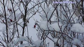 Метёт метель песня под гармонь