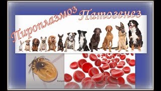 Пироплазмоз часть 2: Патогенез.