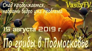 По грибы в Подмосковье 15 августа 2019 г. Спад продолжается, набрать ведро уже проблема