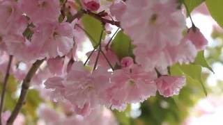 Free HD Stock Footage. Nature. Sakura in bloom　桜　Футаж. Красиво цветет сакура.  Весна